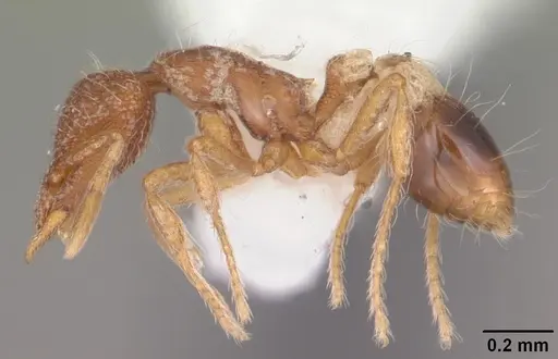 Strumigenys archboldi - CASENT0104339