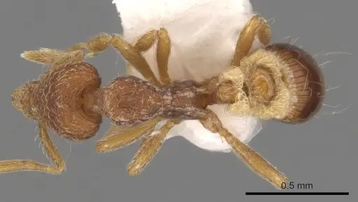 Strumigenys archboldi - CASENT0900175