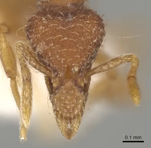 Strumigenys archboldi - CASENT0900175