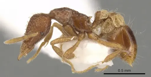 Strumigenys archboldi - CASENT0900175