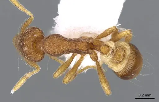 Strumigenys archboldi - CASENT0914679