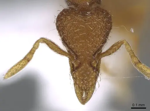 Strumigenys archboldi - CASENT0914679