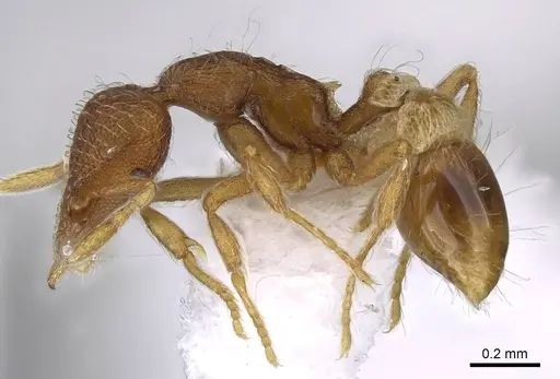 Strumigenys archboldi - CASENT0914679