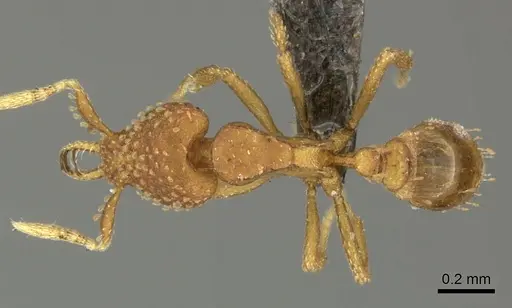 Strumigenys arnoldi specimen