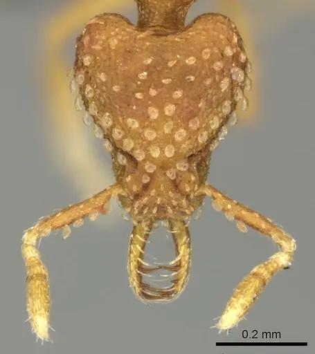 Strumigenys arnoldi specimen