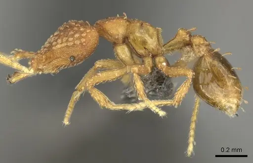 Strumigenys arnoldi specimen