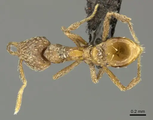 Strumigenys arnoldi - CASENT0249002