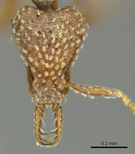 Strumigenys arnoldi - CASENT0249002