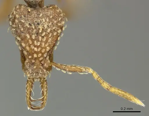 Strumigenys arnoldi - CASENT0249002