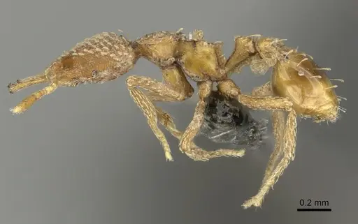 Strumigenys arnoldi - CASENT0249002