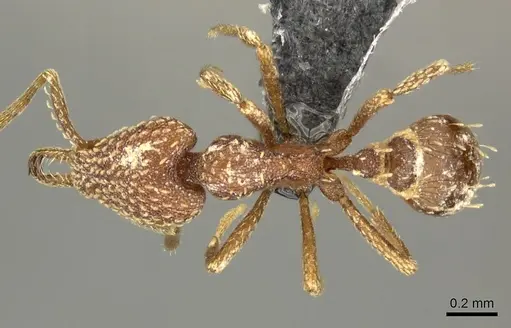 Strumigenys arnoldi - CASENT0260163