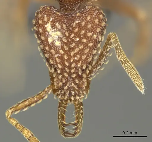 Strumigenys arnoldi - CASENT0260163