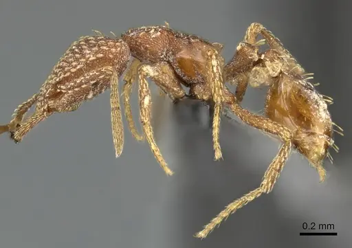 Strumigenys arnoldi - CASENT0260163