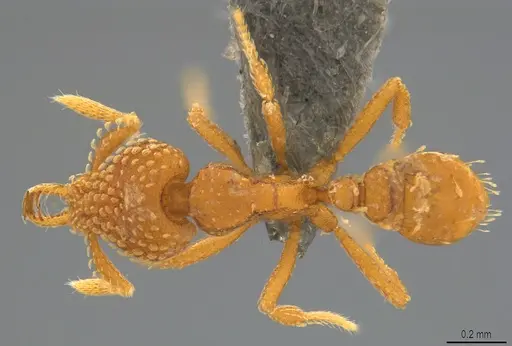 Strumigenys arnoldi - CASENT0784371