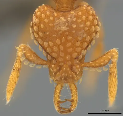 Strumigenys arnoldi - CASENT0784371