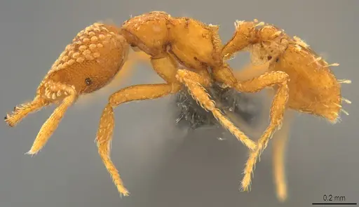 Strumigenys arnoldi - CASENT0784371