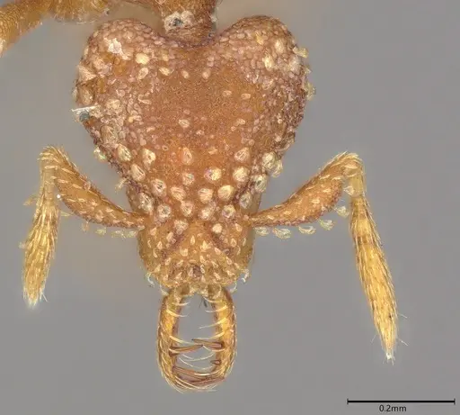 Strumigenys arnoldi - CASENT0786436