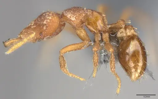 Strumigenys arnoldi - CASENT0786436