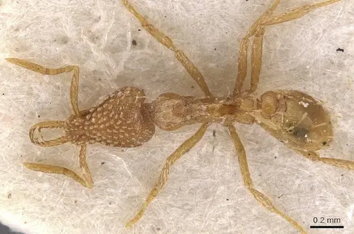 Strumigenys arnoldi - CASENT0909303