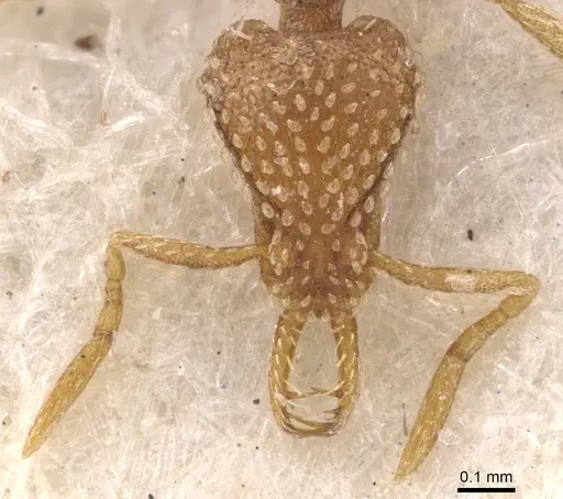 Strumigenys arnoldi - CASENT0909303