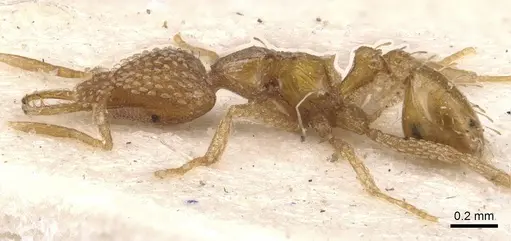 Strumigenys arnoldi - CASENT0909303