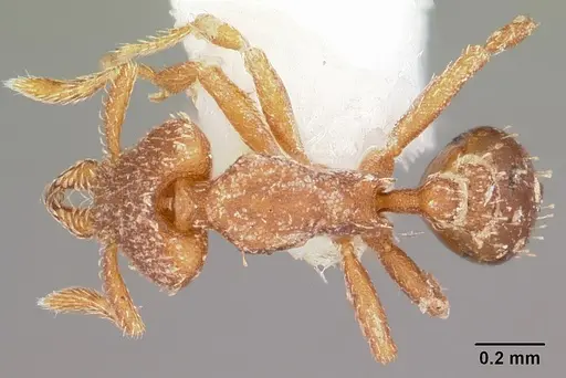 Strumigenys arrogantia specimen