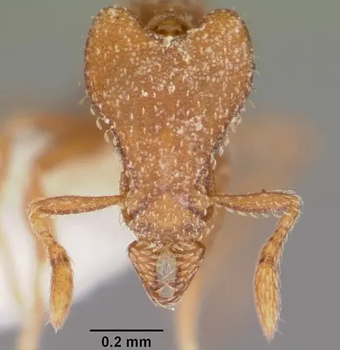 Strumigenys arrogantia specimen