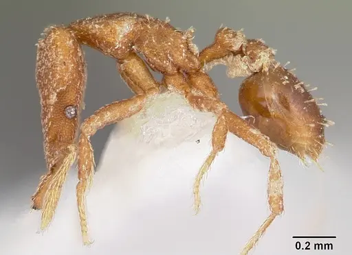 Strumigenys arrogantia specimen