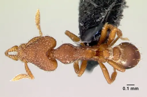 Strumigenys arrogantia - CASENT0179671