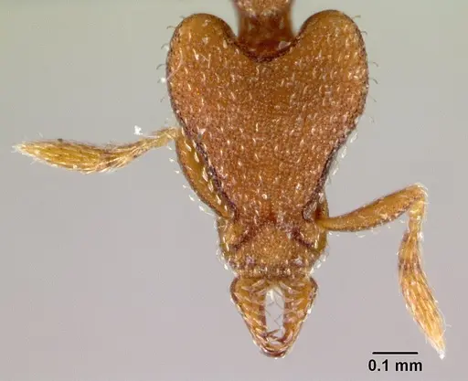 Strumigenys arrogantia - CASENT0179671