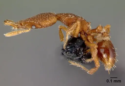 Strumigenys arrogantia - CASENT0179671