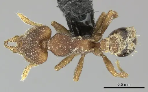 Strumigenys arrogantia - CASENT0270187