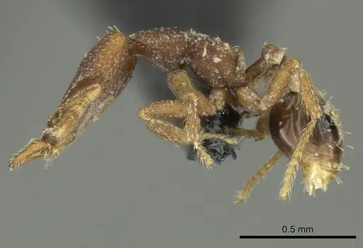 Strumigenys arrogantia - CASENT0270187