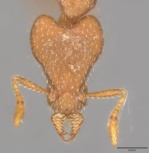 Strumigenys arrogantia - CASENT0728916