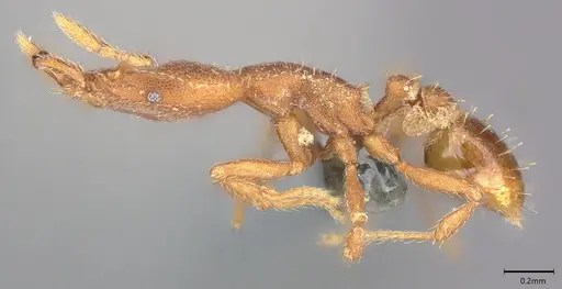 Strumigenys arrogantia - CASENT0728916