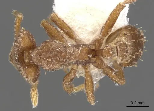 Strumigenys arrogantia - CASENT0900776