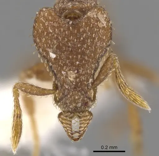 Strumigenys arrogantia - CASENT0900776