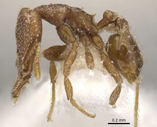 Strumigenys arrogantia - CASENT0900776