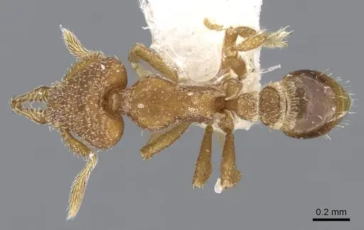 Strumigenys arrogantia - CASENT0914783