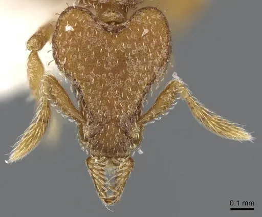 Strumigenys arrogantia - CASENT0914783