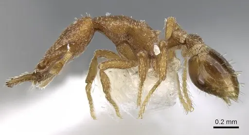 Strumigenys arrogantia - CASENT0914783