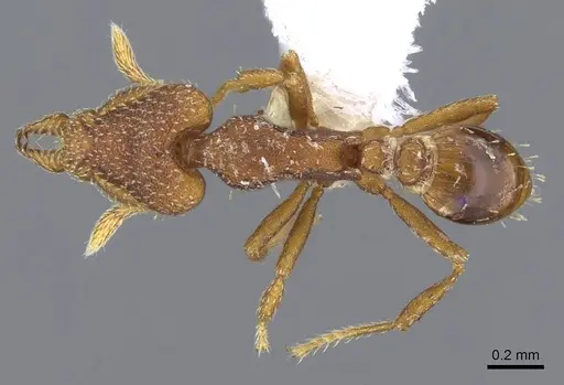 Strumigenys arrogantia - CASENT0914849