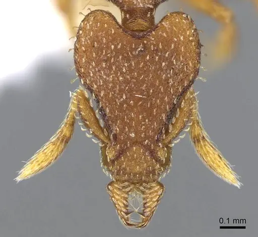 Strumigenys arrogantia - CASENT0914849