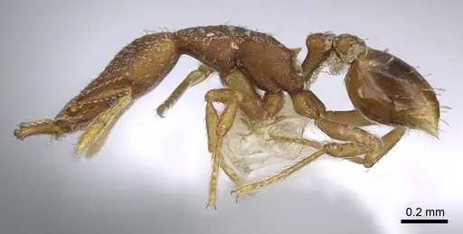 Strumigenys arrogantia - CASENT0914849