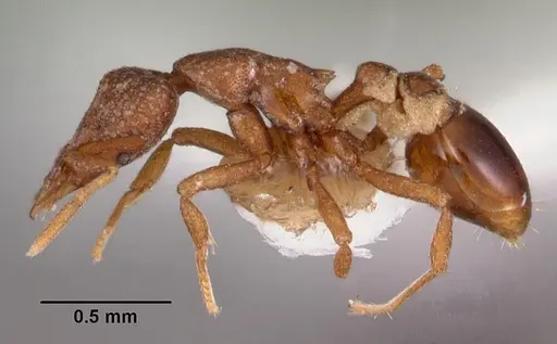 Strumigenys artemis specimen