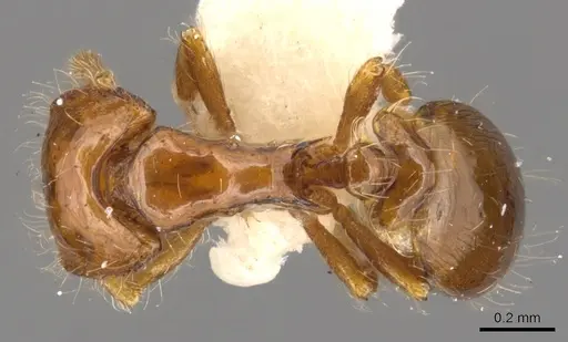 Strumigenys asaphes specimen