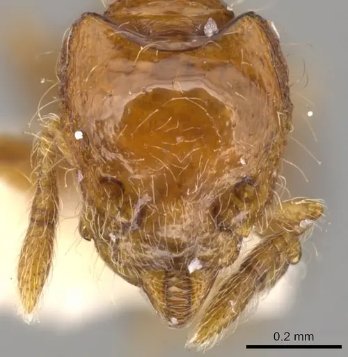 Strumigenys asaphes specimen