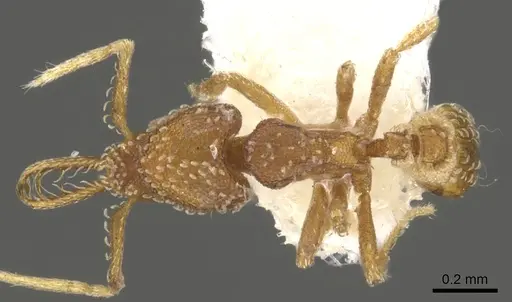 Strumigenys ascita specimen