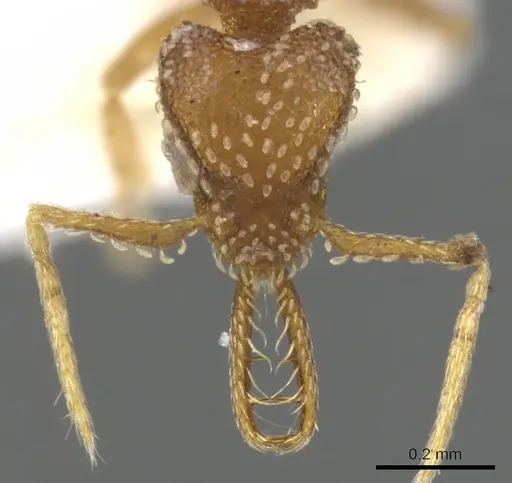 Strumigenys ascita specimen