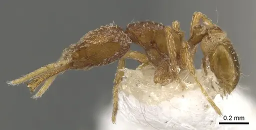 Strumigenys ascita specimen